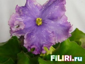 НД-Бабочка Морфо Картинка