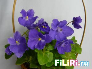 Картинка
